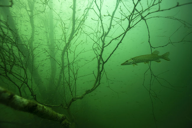 „Szczupak w podwodnym lesie”, fot. Wojciech Nawrocki